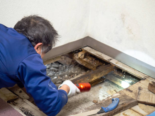 Best Insurance-Related Mold Remediation in Fredericktown, MO