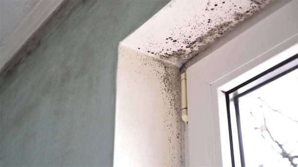 Best Attic Mold Remediation in Fredericktown, MO