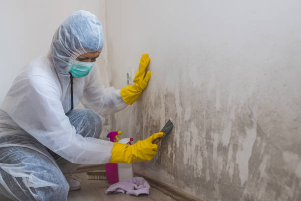 Best Health and Safety Mold Remediation in Fredericktown, MO