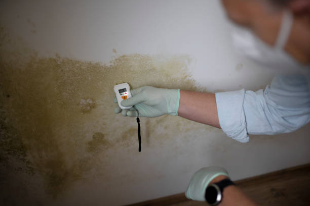 Best Mold Testing and Inspection Services in Fredericktown, MO