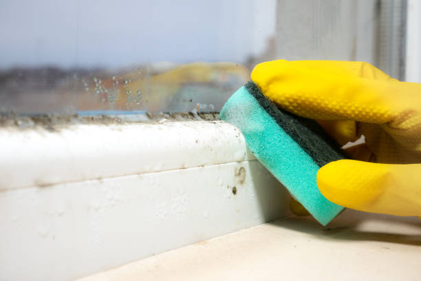 Best DIY Mold Remediation Support Services in Fredericktown, MO