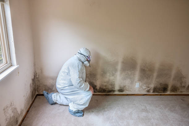 Best Basement Mold Remediation in Fredericktown, MO