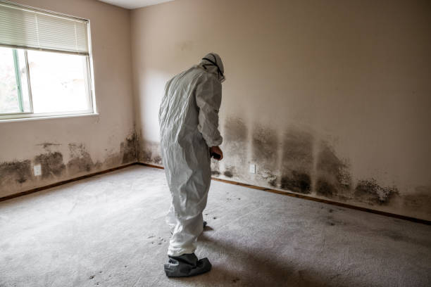 Best Crawl Space Mold Remediation in Fredericktown, MO
