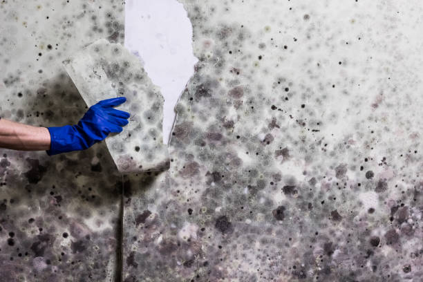 Best White Mold Remediation in Fredericktown, MO