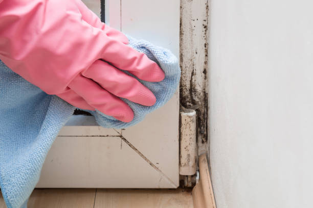 Best Mold Remediation for Specific Building Types in Fredericktown, MO
